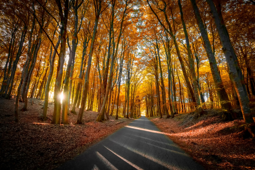 shutterstock_1243321804 (2)